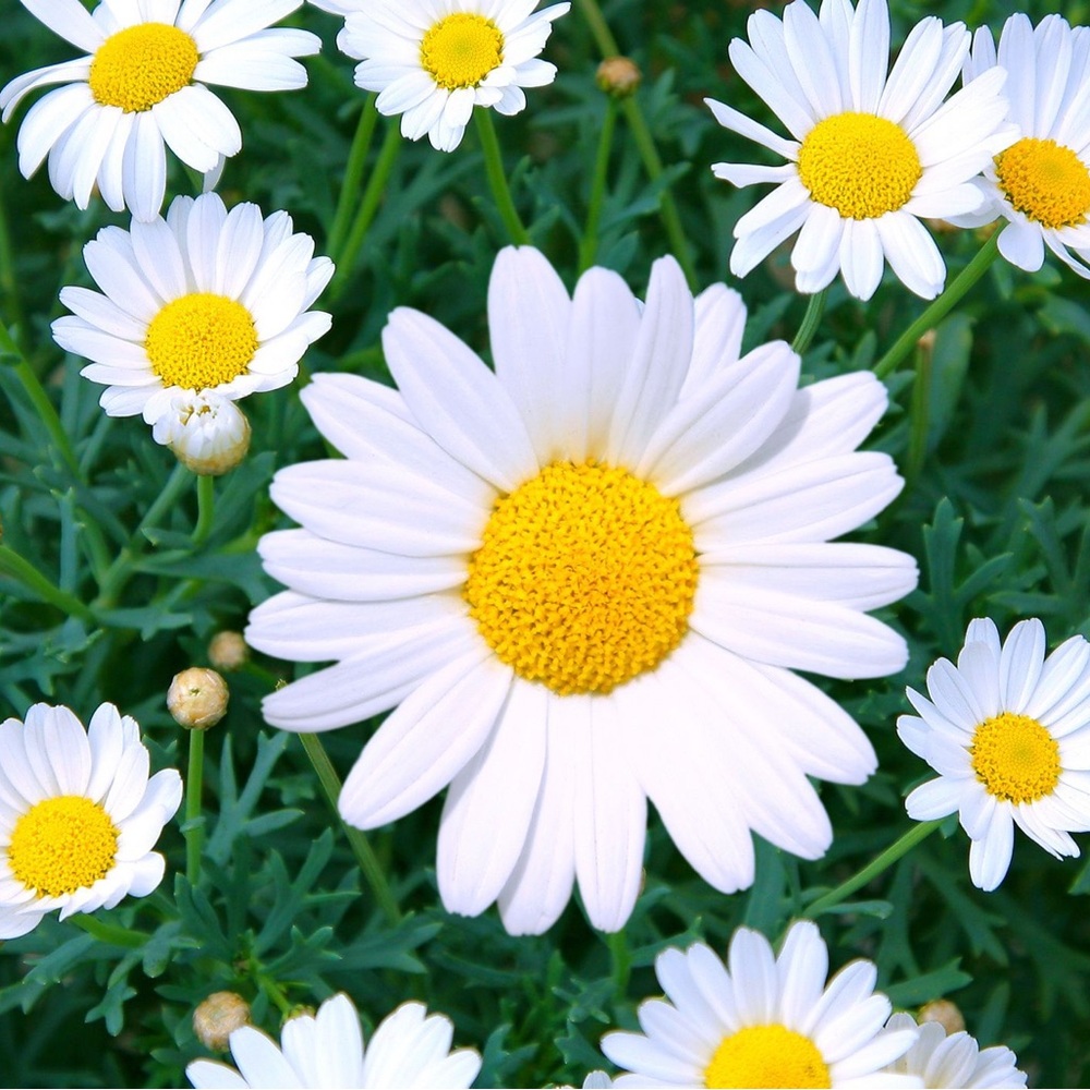 Meet your Posher, Daisy